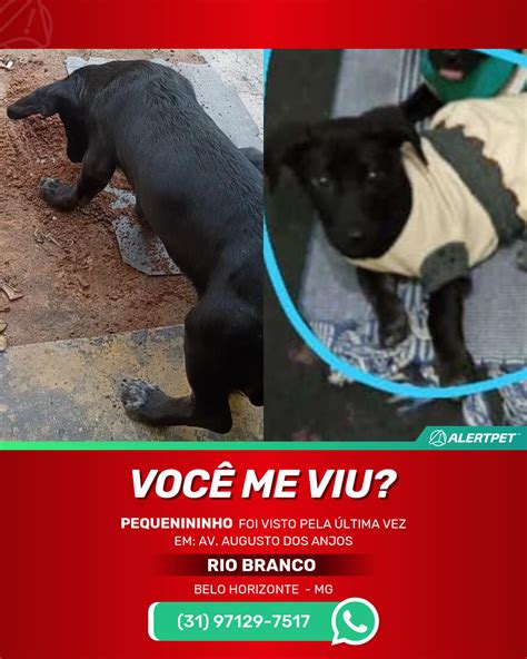 Imagens De Cachorro Pequenininho - 5