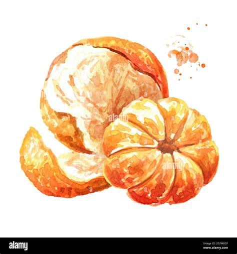 Мандарин акварелью (Много фото) - drawpics.ru