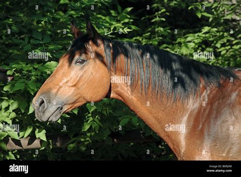 The Bay Horse Stock Photo Alamy