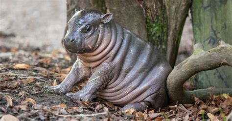 See why this adorable baby hippo has been nicknamed 'Michelin Man'