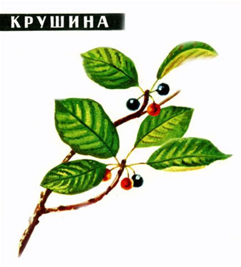 Что такое крушина, изображение крушины