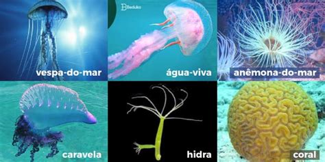 O Que É Cnidários - O que são CNIDÁRIOS? Definção, características, fisiologia e tudo o mais!