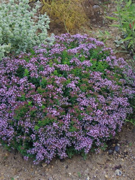 Origanum Vulgare Compactum Beth Chatto S Plants