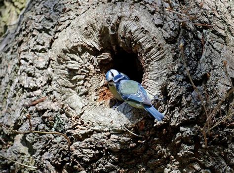 Premium Photo Nesting Blue Tits In The Woods