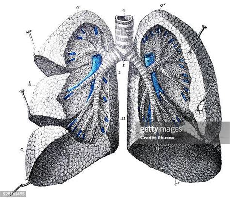 Cross Section Of Trachea Photos And Premium High Res Pictures Getty