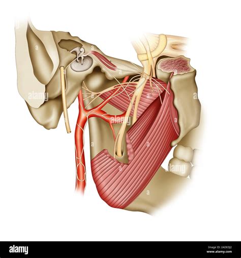 otic ganglion anatomy illustration  ganglion   cluster  nerve