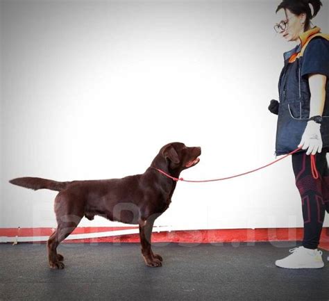 Дрессировка собак в Хабаровске