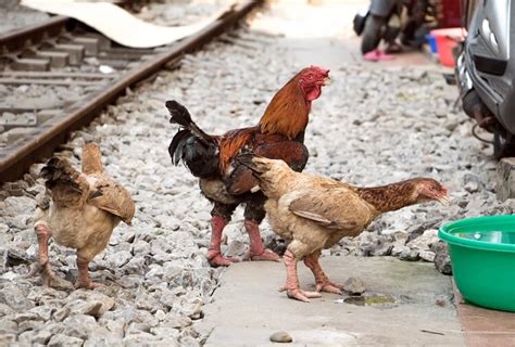 11 Most Expensive Chicken Breeds In The World Chickens And More
