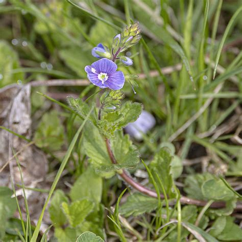 Germander Speedwell From Rockland County NY USA On April 28 2023 At