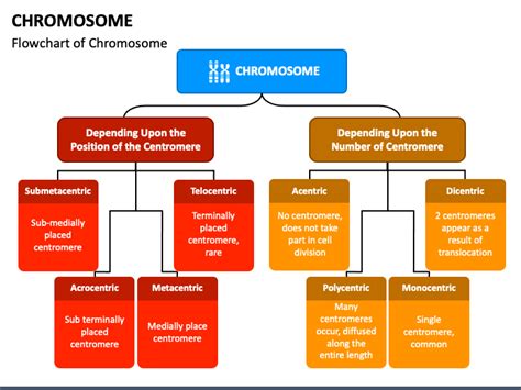 Chromosome Powerpoint And Google Slides Template Ppt Slides