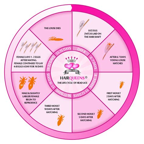 Head Lice Life Cycle Hairqueens