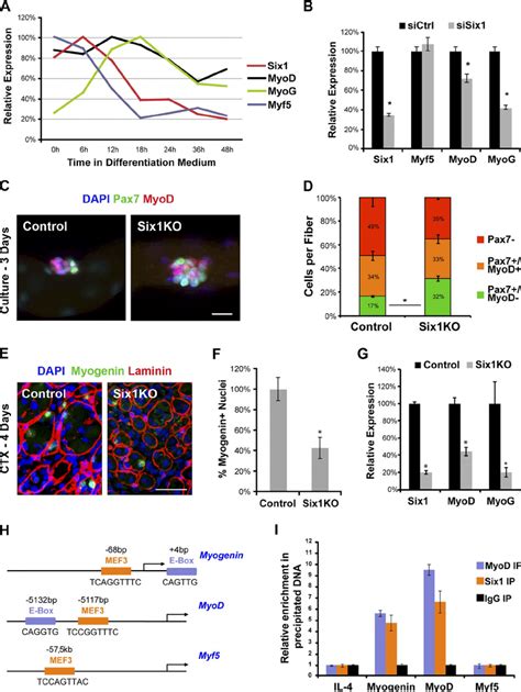 Six Activates Myod And Myogenin Expression By Scs In Vivo A Qrt Pcr