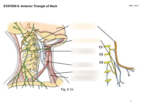 Anterior Triangle Of Neck Submandibular Submental Carotid And