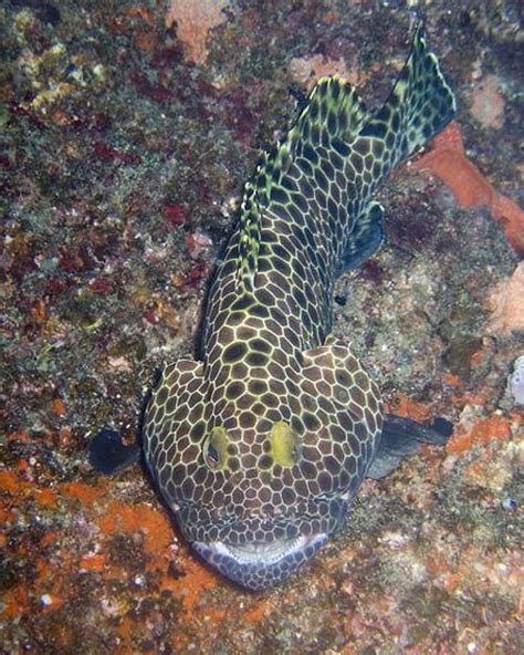 Honeycomb Grouper Epinephelus Merra