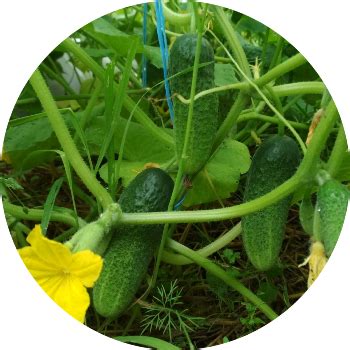 "Купролюкс, СП", фунгицид - ПОЛНАЯ инструкция по применению