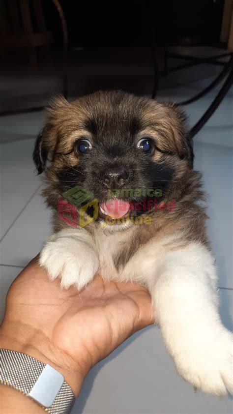 Pomeranian Cocker Spaniel Mix for sale in Jamaica Kingston St Andrew - Dogs