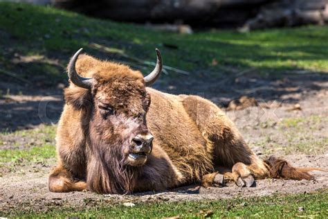 bison animals    nature reserves  europe stock image