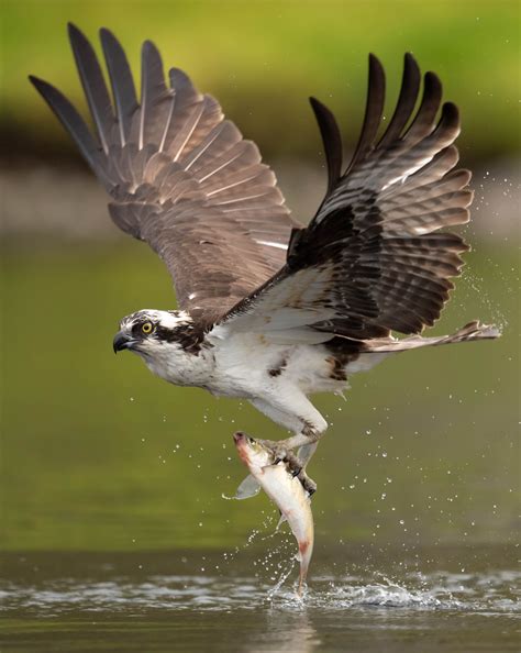 osprey conservation information osprey education clark public