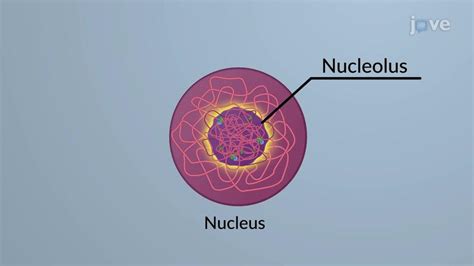 JoVE Science Education > Transcription: DNA to RNA