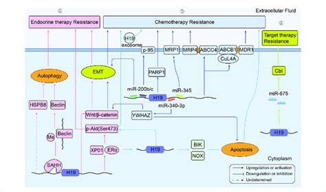 Overview of the role of H19 in modulating breast cancer therapy ...