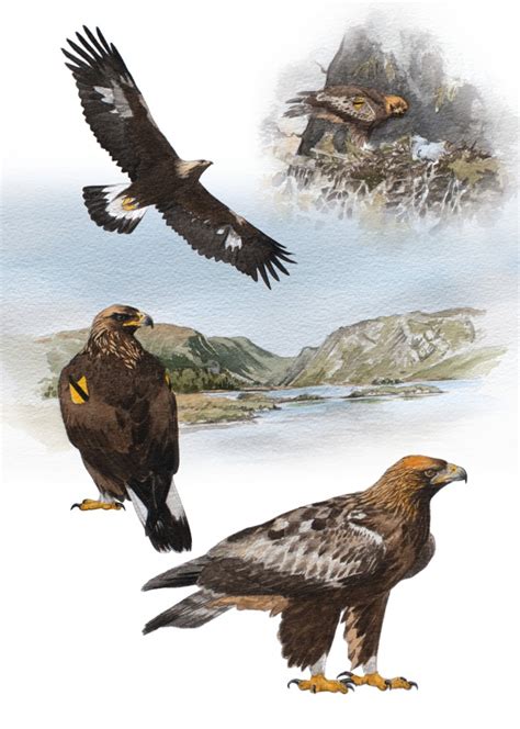 Golden Eagle Northern Ireland Raptor Study Group