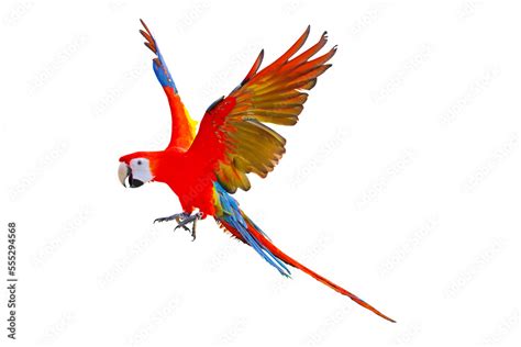 Scarlet Macaw Parrot Flying Isolated On Transparent Background Png File