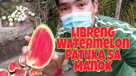 Watermelon Libreng Patuka Sa Mga Alagang Manok Freerange Chicken