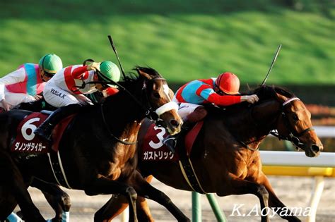 東スポ杯2歳s・ガストリックの画像 競馬情報ハミ受け良好