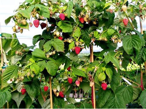 Малина Крепыш: описание сорта, фото, отзывы, технология посадки и ухода