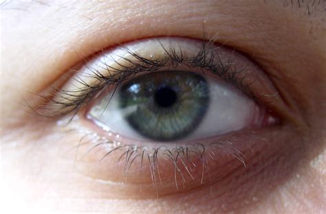 EYE macro I Free Photo Download | FreeImages