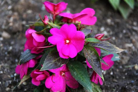 New Guinea Impatiens Care How To Grow New Guinea Impatiens