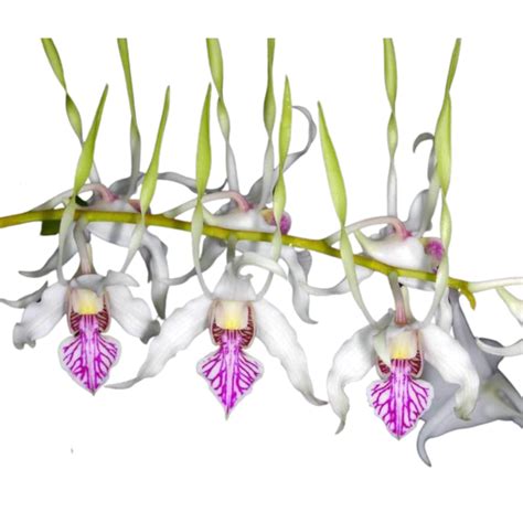 DENDROBIUM ANTENATUM ADULTA GRANDE RAIZ NUA