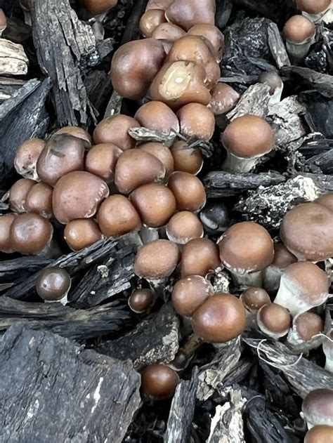 Pins Rpsilocybecyanescens