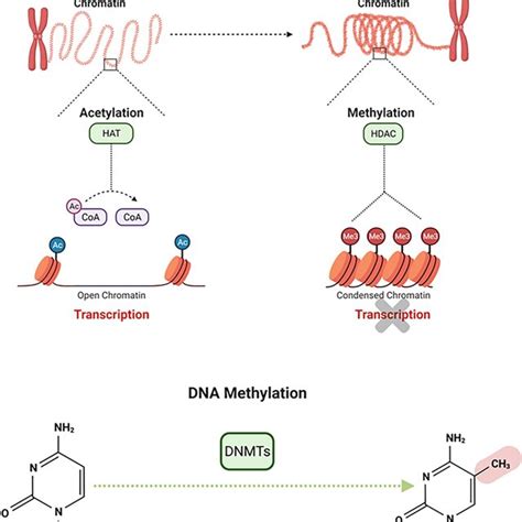 Activity Of Epigenetic Enzymes Hat Hdac And Dnmt Hdac Hat And Dnmt