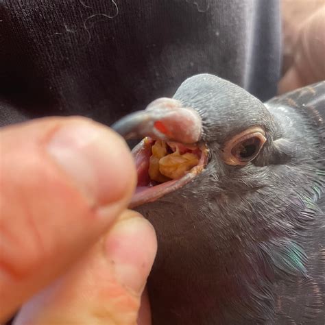 Trichomonose Chez Les Pigeons Les Causes Les Sympt Mes Et Le Traitement