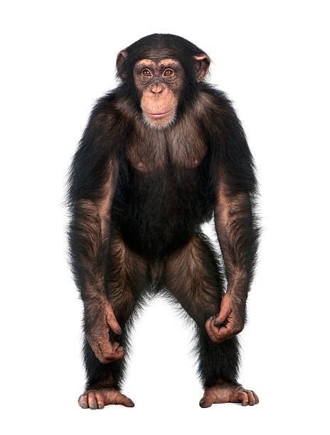 Chimpanzee Stock Photos Pictures And Royalty Free Images Istock