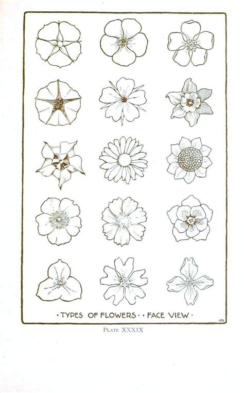 How To Draw Different Types Of Flowers Step By Step 25 Trending Simple Flower Drawing Ideas On