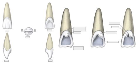 Maxillary Central Incisors Diagram Quizlet