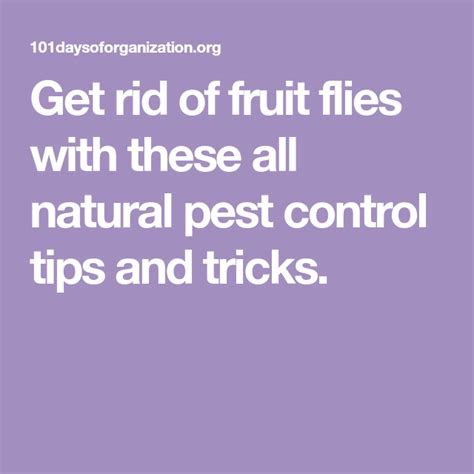 Get rid of fruit flies with these all natural pest control tips and tricks. | Fruit flies, What ...