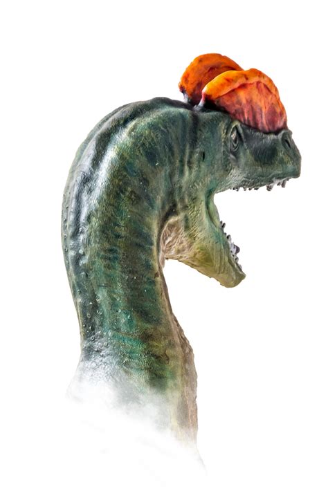 The Head Of Dilophosaurus Dinosaur On Isolated Background 21183095 Png