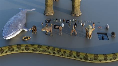 Animal Size Comparison 3d Animation Comparison Real Scale