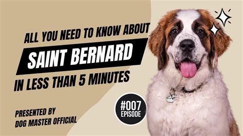 Discover The Saint Bernard Unveiling The Breeds History And Unique