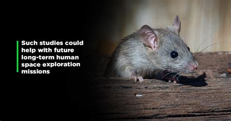 Scientists Grow Mouse Embryos In Space, Raising Possibility Of Human ...