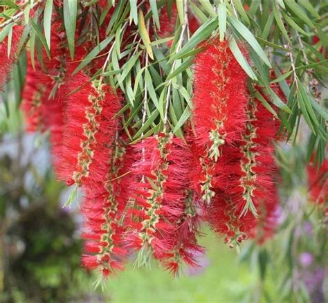 Melaleuca Viminalis Weeping Bottlebrush Tube Stock Tree And Arbor