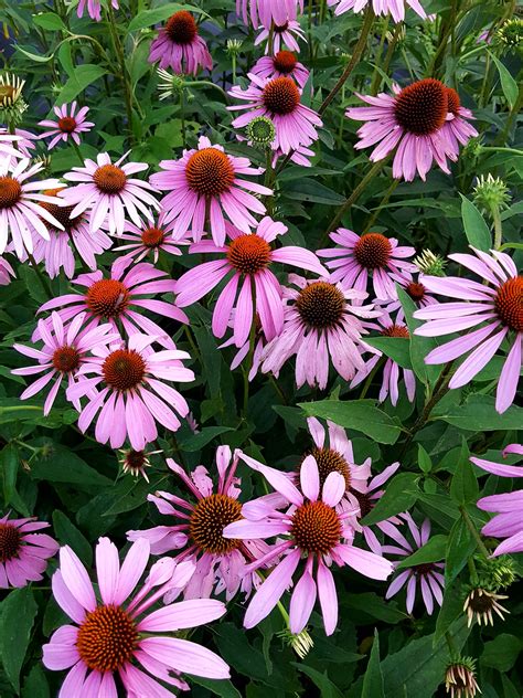 Plant Life Nursery | Rome GA