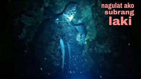 Ep161 Night Spearfishing Philippines Subrang Laki Ng Pawikan Nagulat