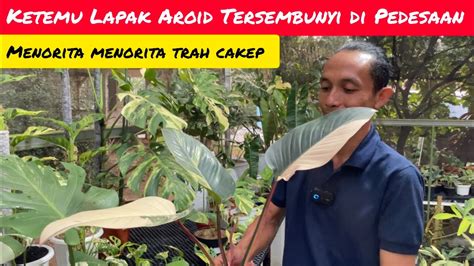 PERDANA REVIEW KETEMU LAPAK AROID VARIGATA TERSEMBUNYI DI PEDESAAN