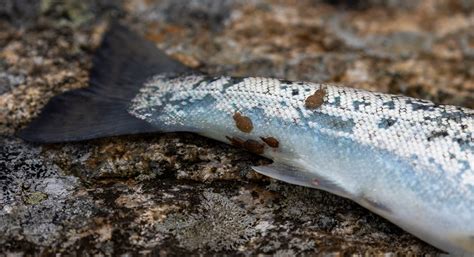 Gene editing research could prove key in fighting salmon sea lice