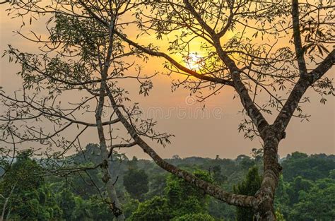 Paisaje Amaz Nico A Reo De La Selva Tropical Al Atardecer Foto De