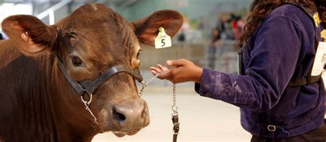 Miami-Dade County Fair and Exposition - Youth Agriculture Exhibits